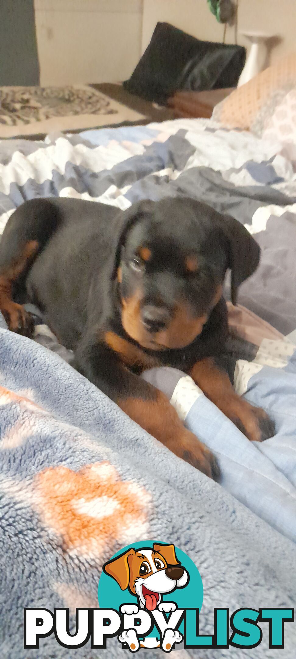 Rottweiler German pups