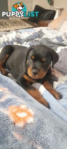 Rottweiler German pups