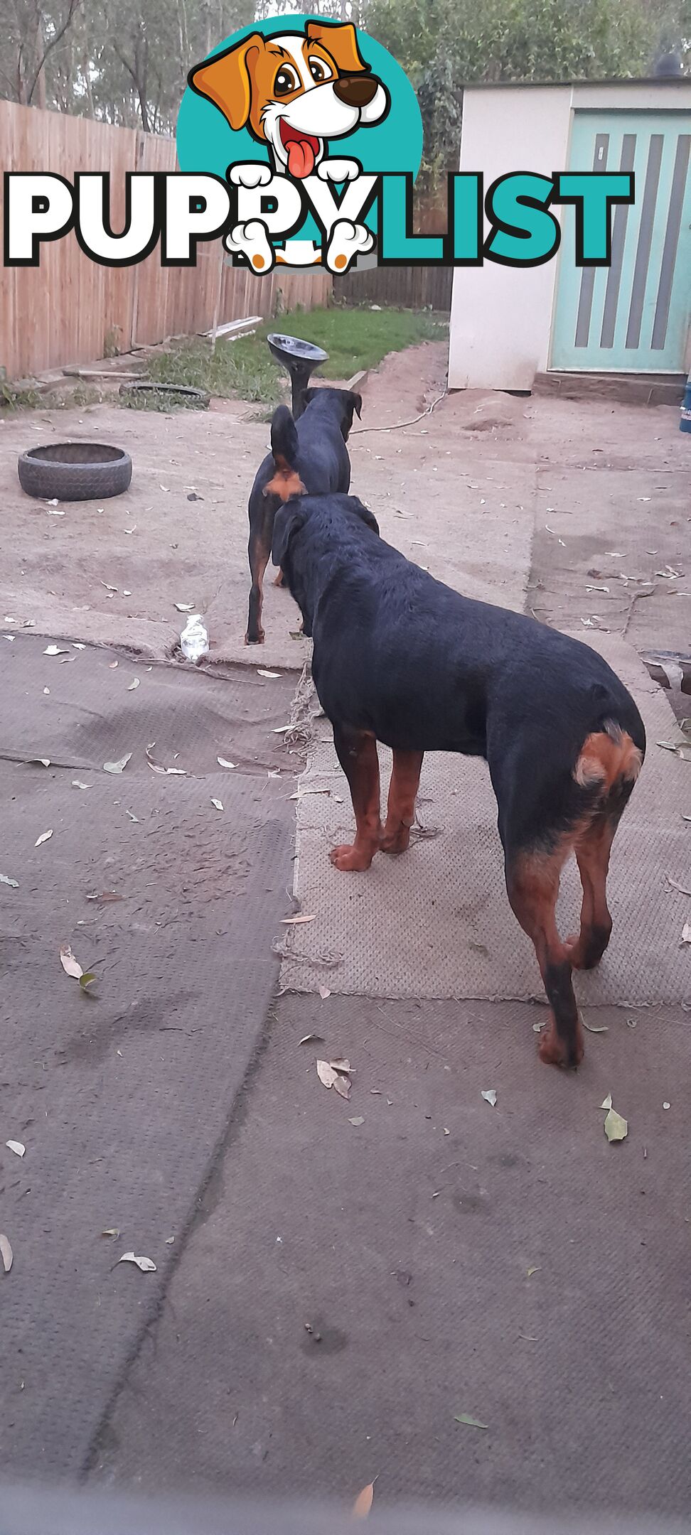 Rottweiler German pups