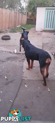 Rottweiler German pups