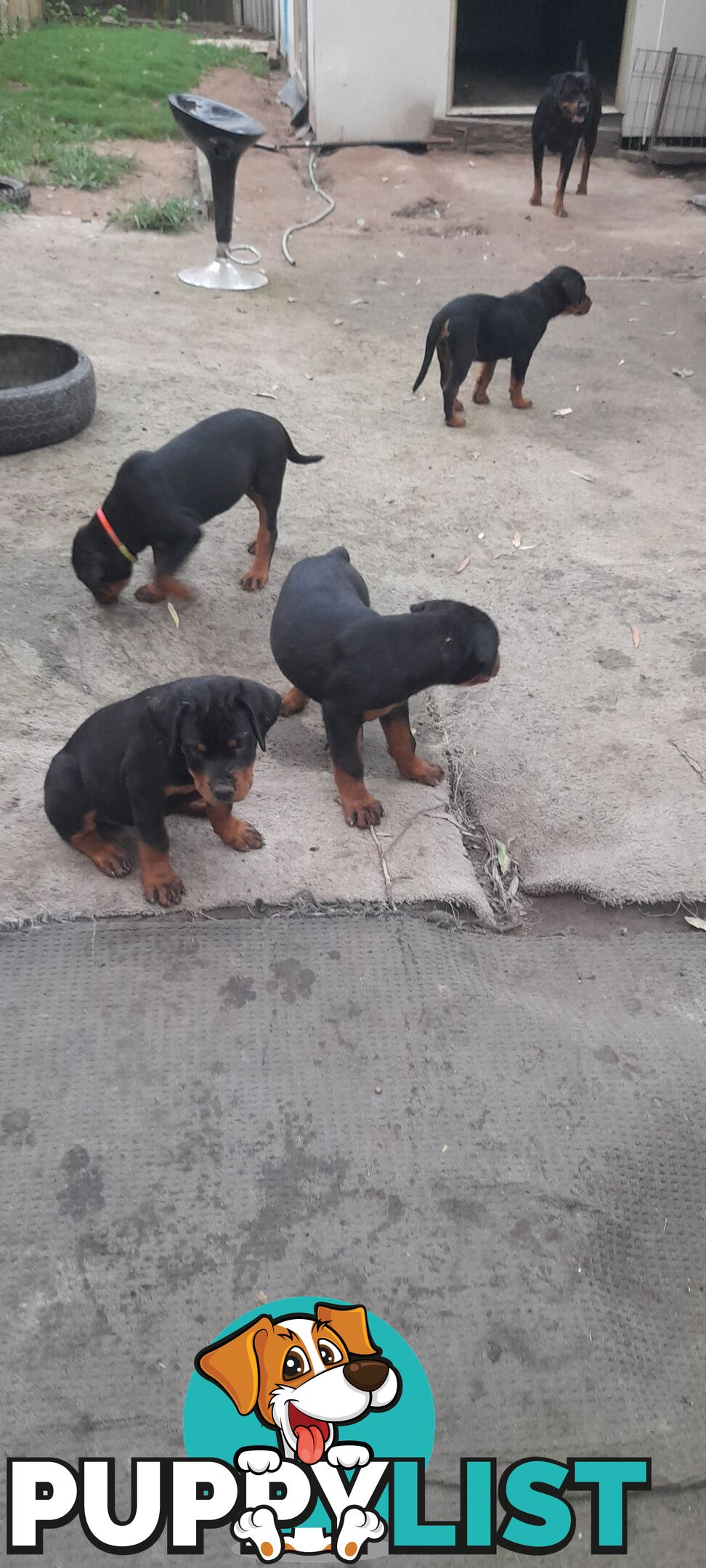 Rottweiler German pups