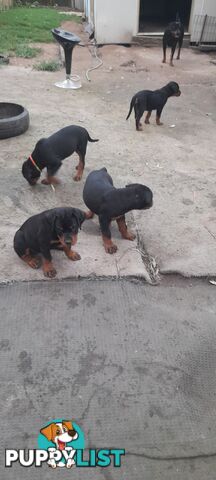 Rottweiler German pups