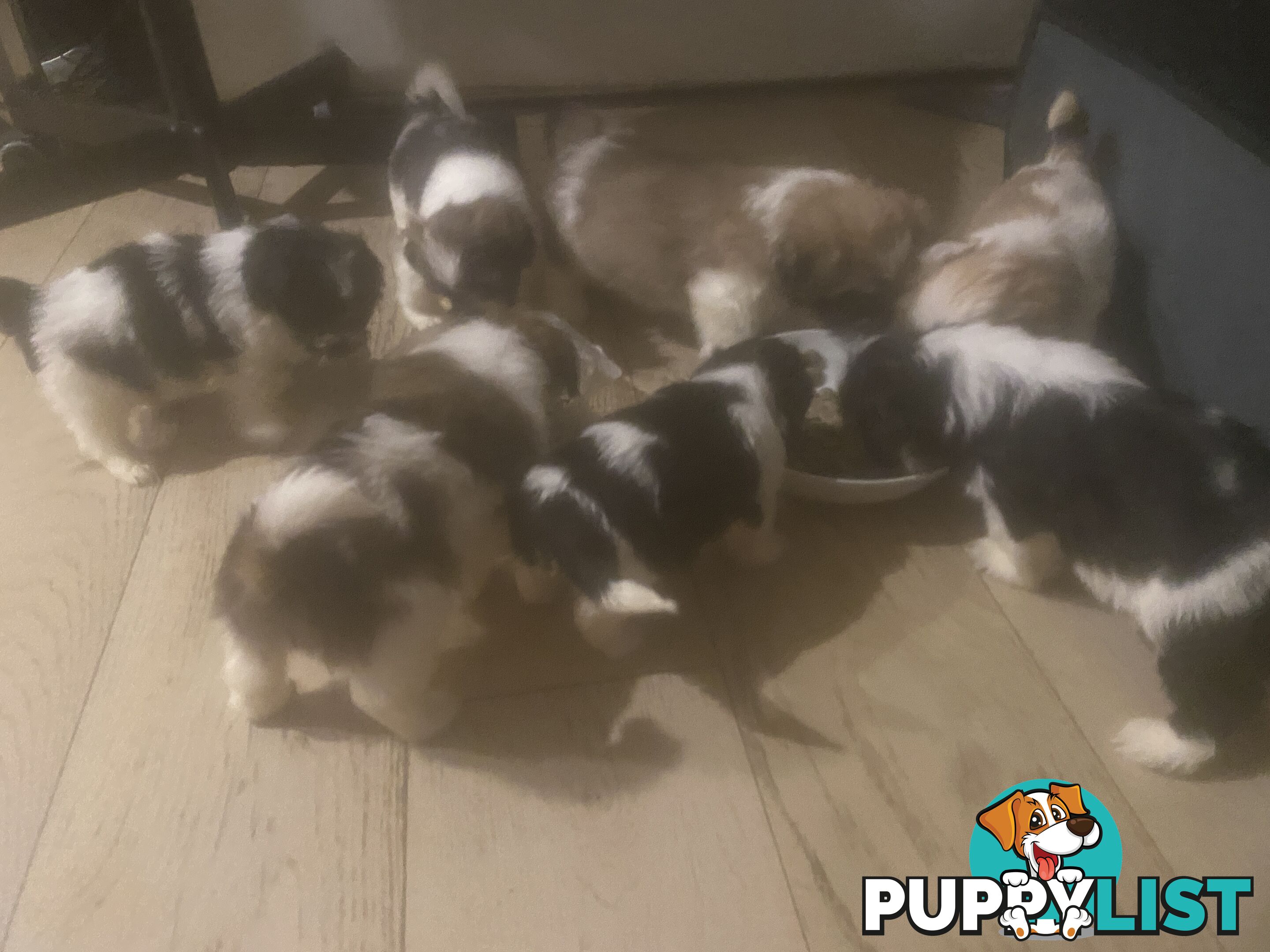 PUPPIES- FOR SALE MELBOURNE