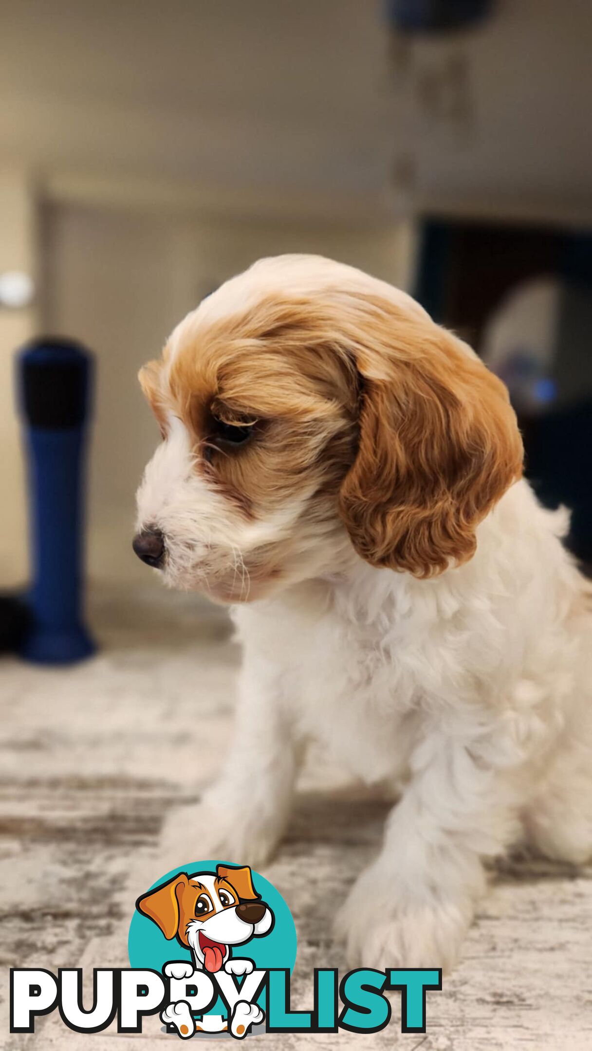 Beautiful Toy Cavoodle- Blenheim