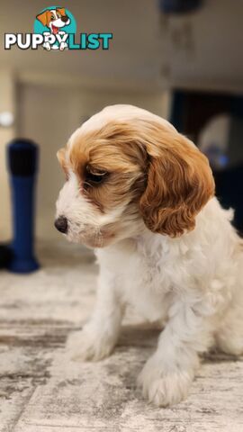 Beautiful Toy Cavoodle- Blenheim