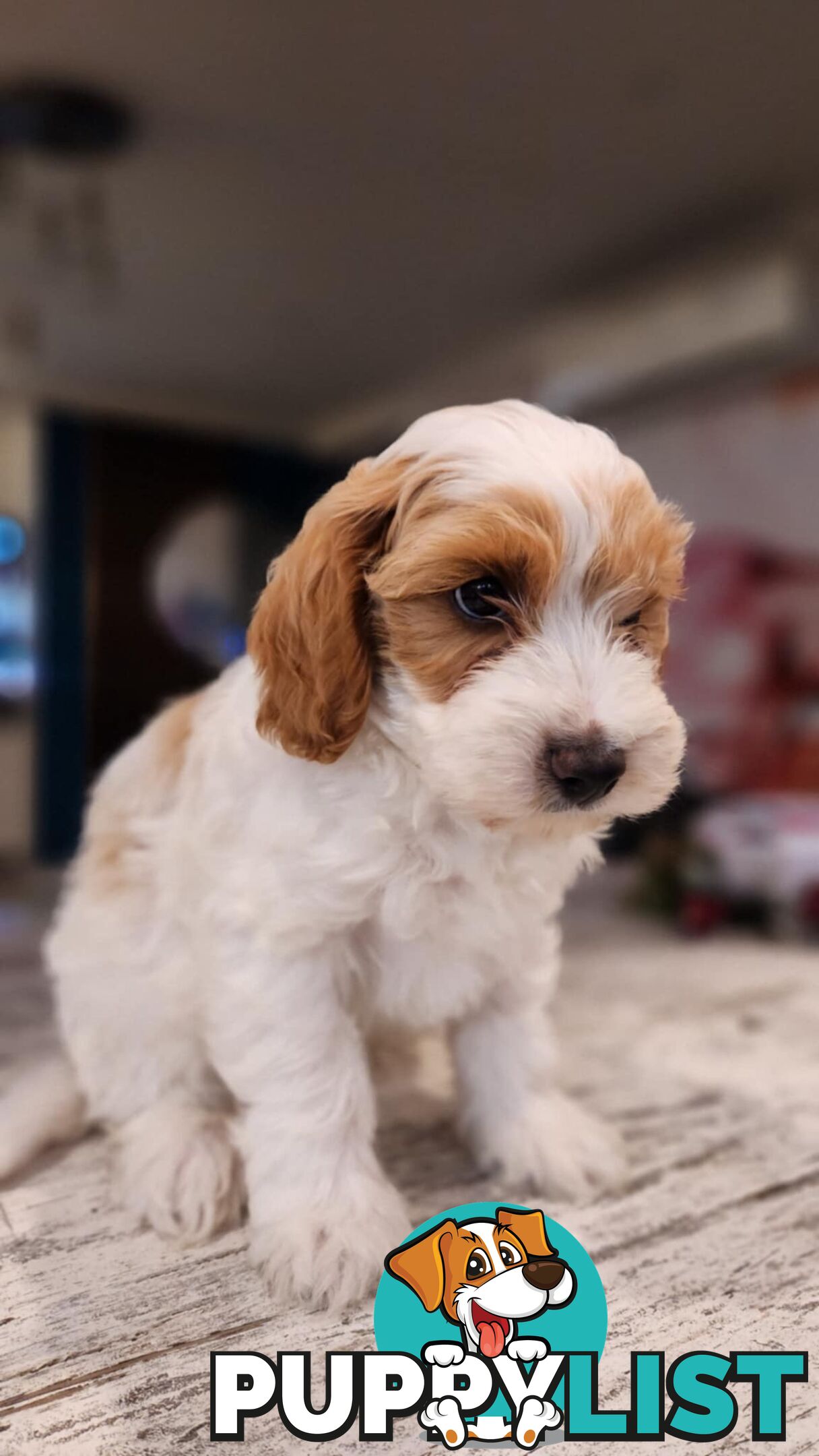 Beautiful Toy Cavoodle- Blenheim