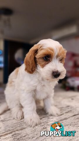 Beautiful Toy Cavoodle- Blenheim