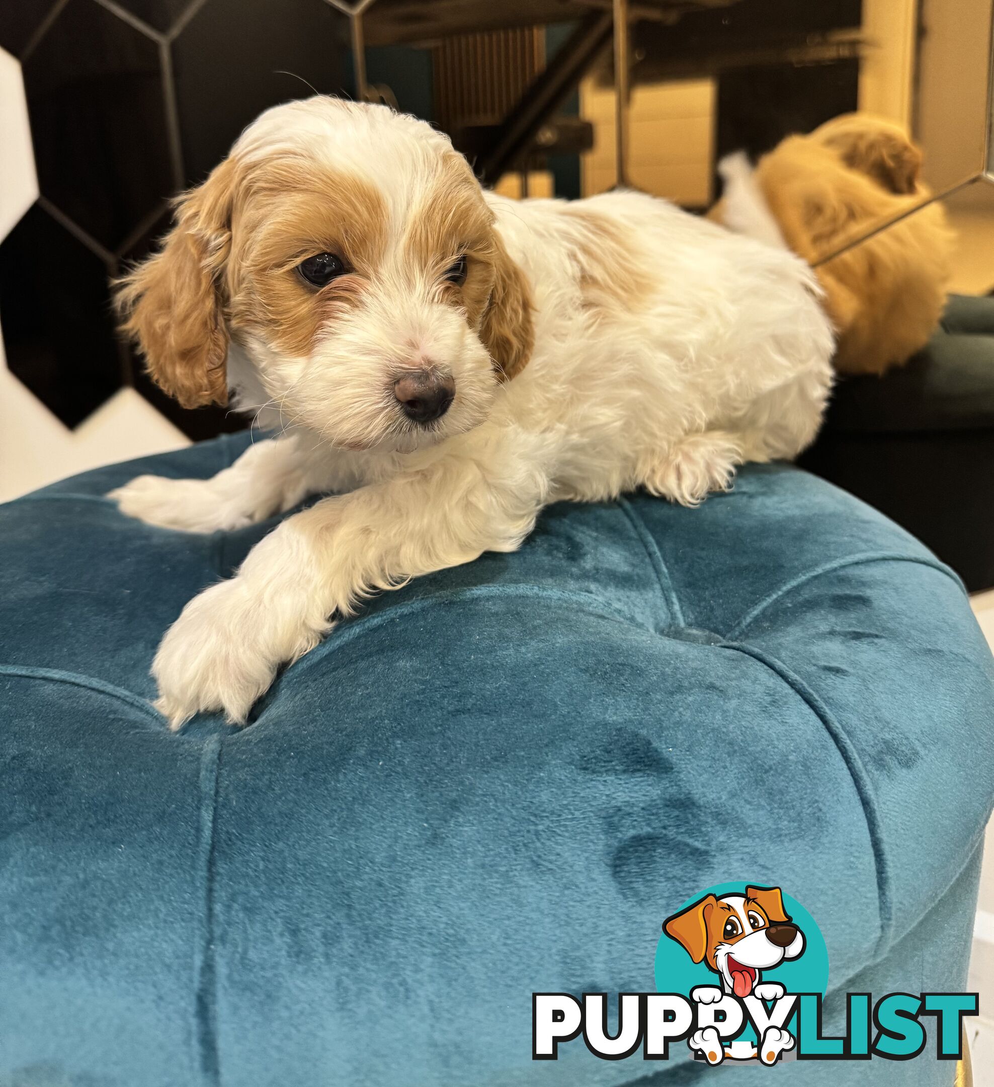 Beautiful Toy Cavoodle- Blenheim