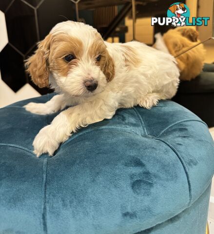 Beautiful Toy Cavoodle- Blenheim