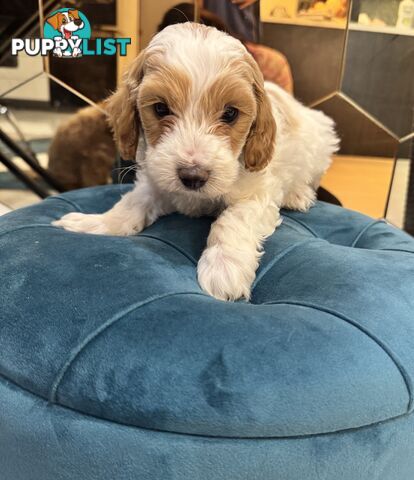 Beautiful Toy Cavoodle- Blenheim