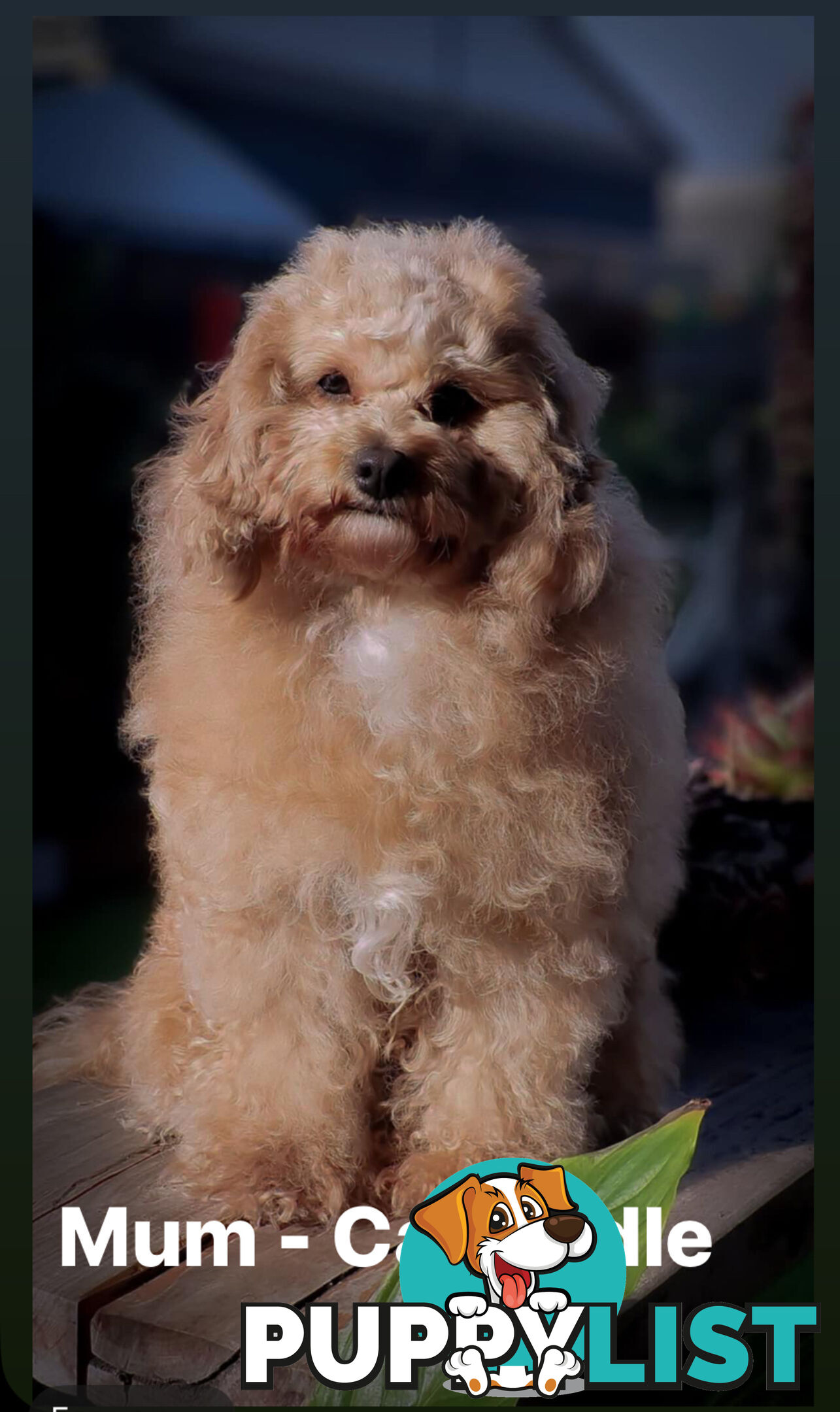 Beautiful Toy Cavoodle- Blenheim