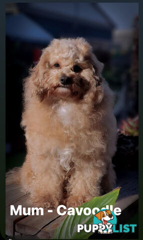 Beautiful Toy Cavoodle- Blenheim