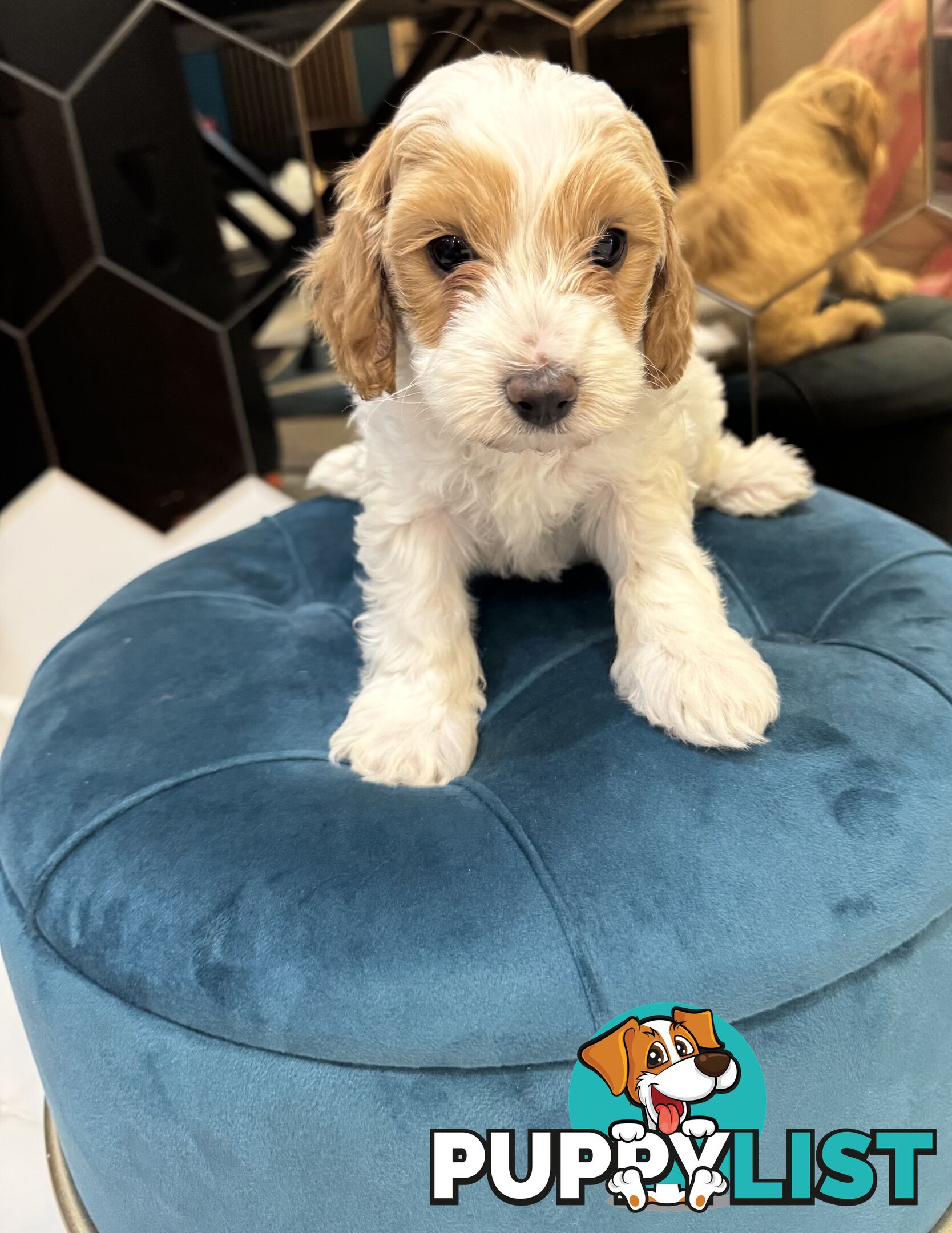 Beautiful Toy Cavoodle- Blenheim