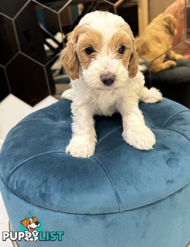 Beautiful Toy Cavoodle- Blenheim