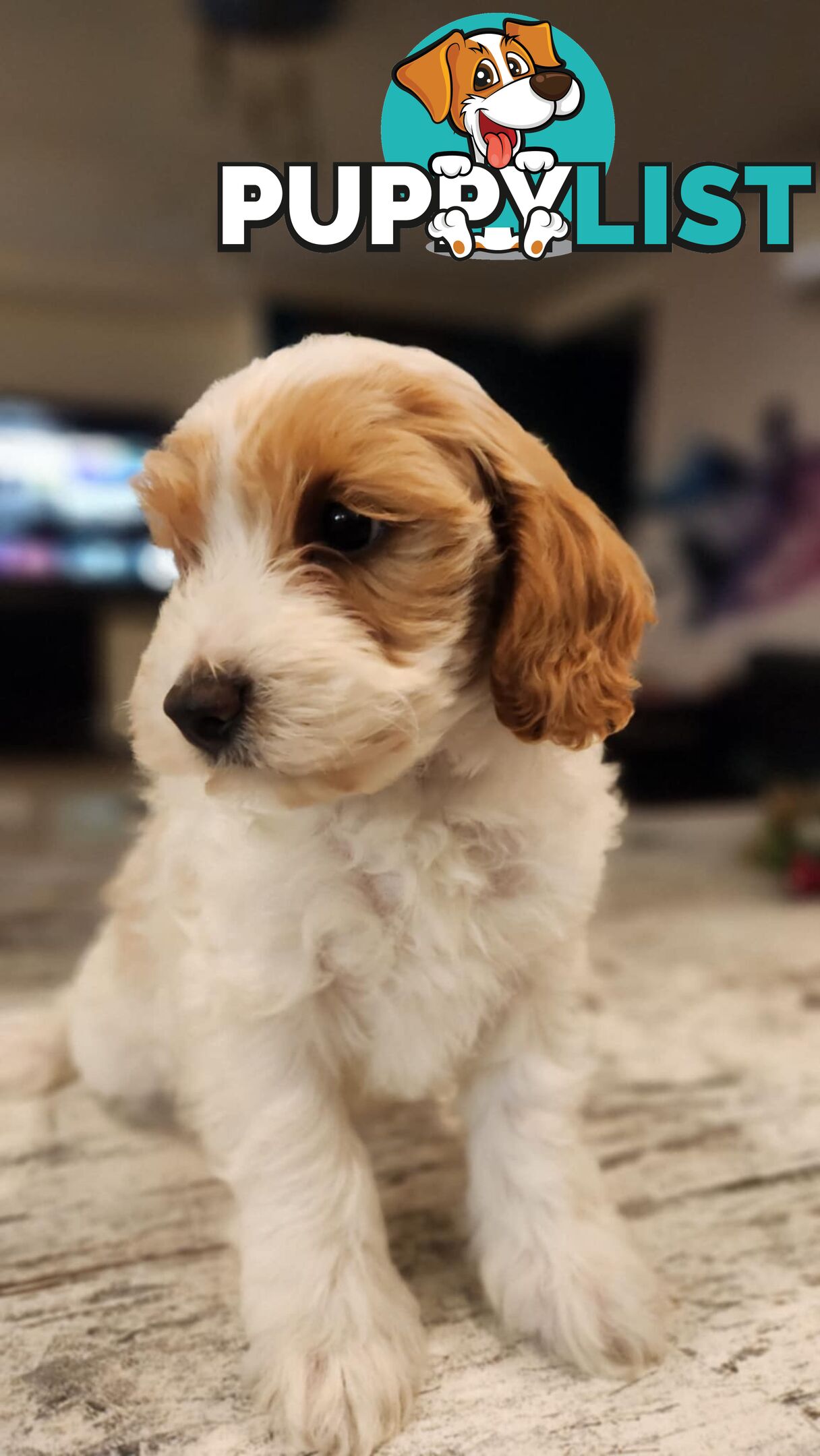 Beautiful Toy Cavoodle- Blenheim