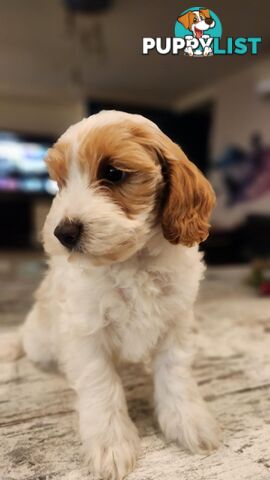 Beautiful Toy Cavoodle- Blenheim