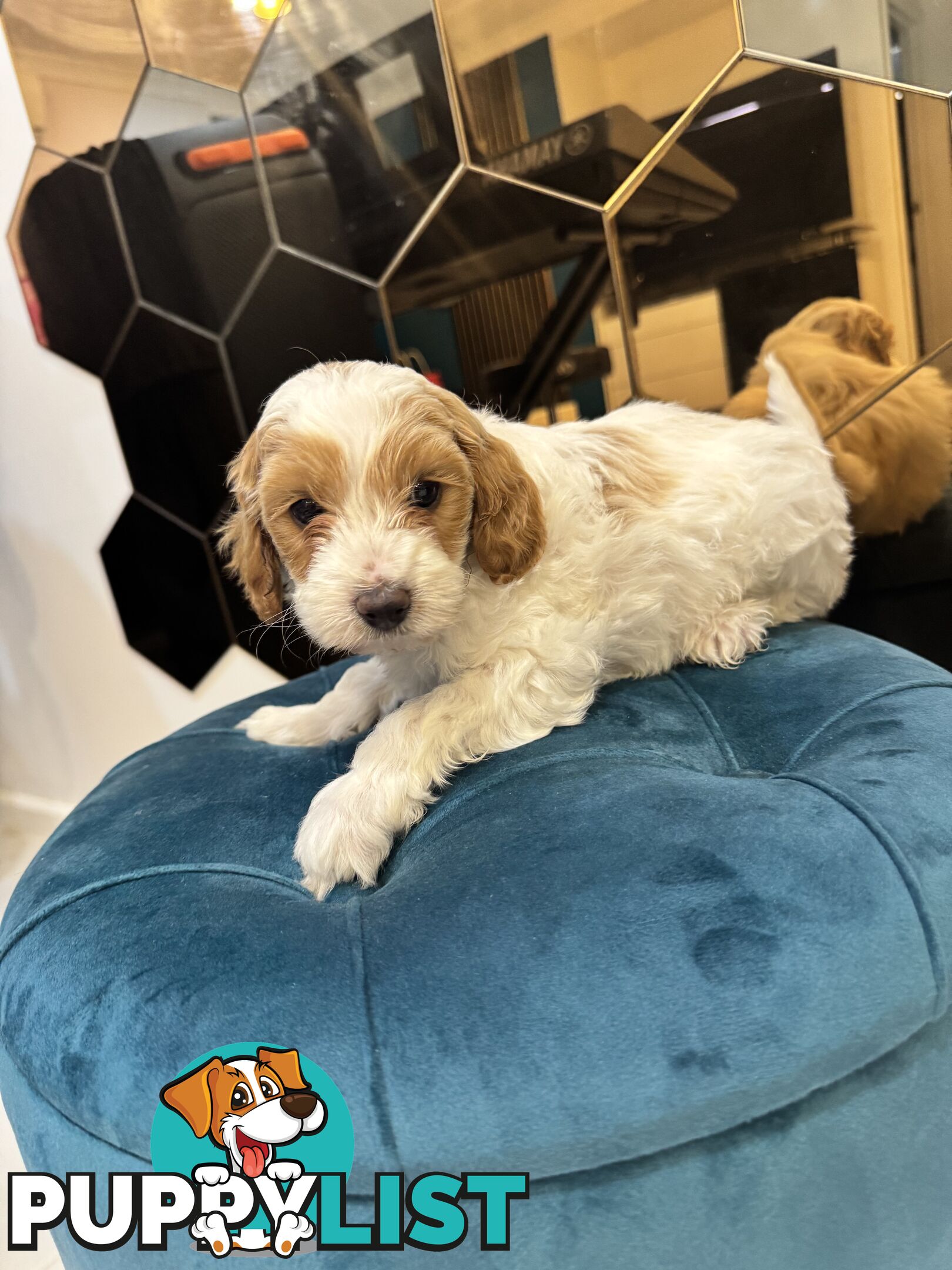 Beautiful Toy Cavoodle- Blenheim