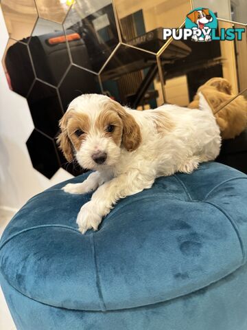 Beautiful Toy Cavoodle- Blenheim