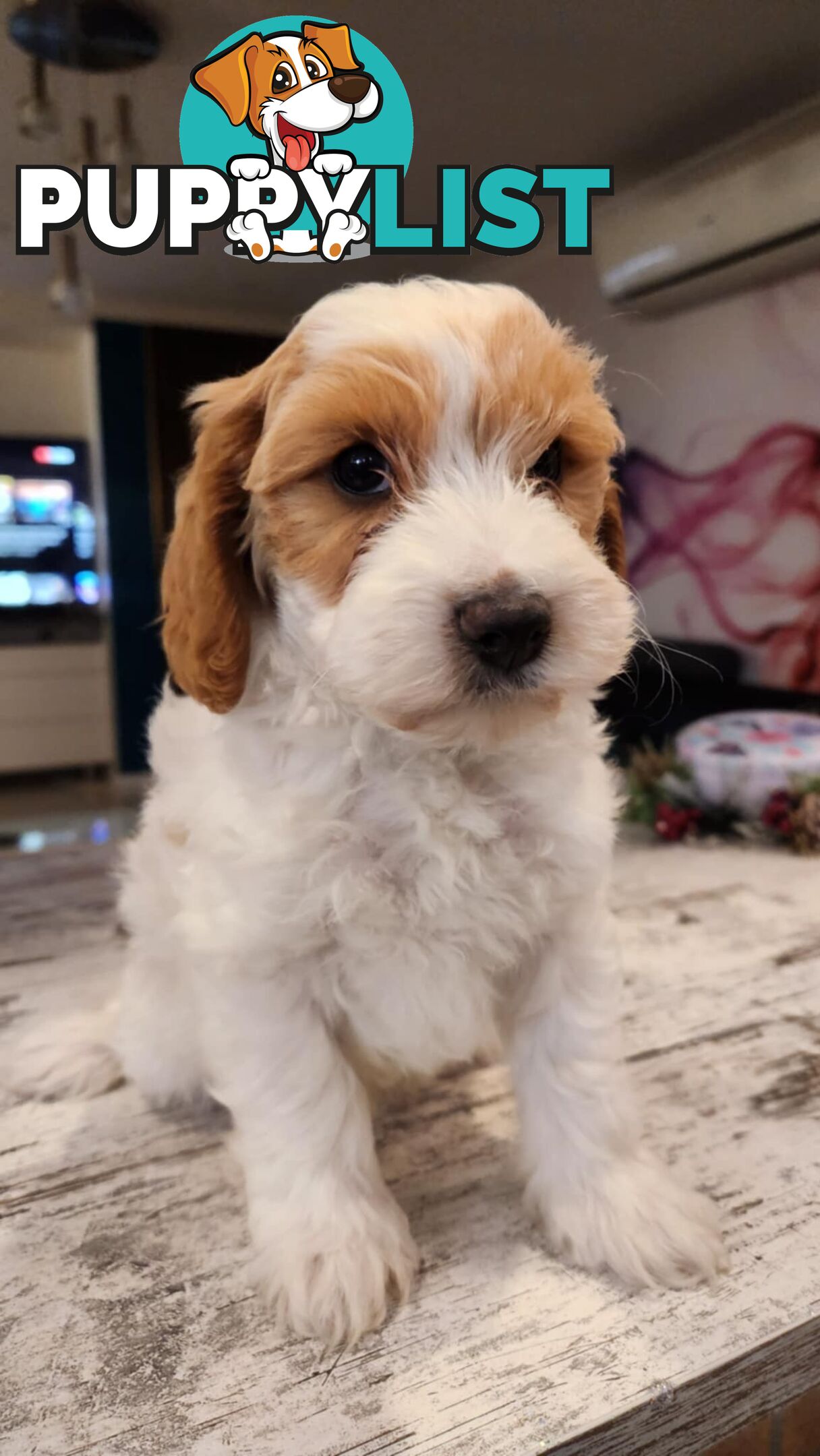 Beautiful Toy Cavoodle- Blenheim