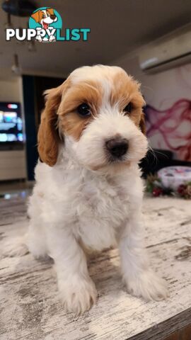 Beautiful Toy Cavoodle- Blenheim