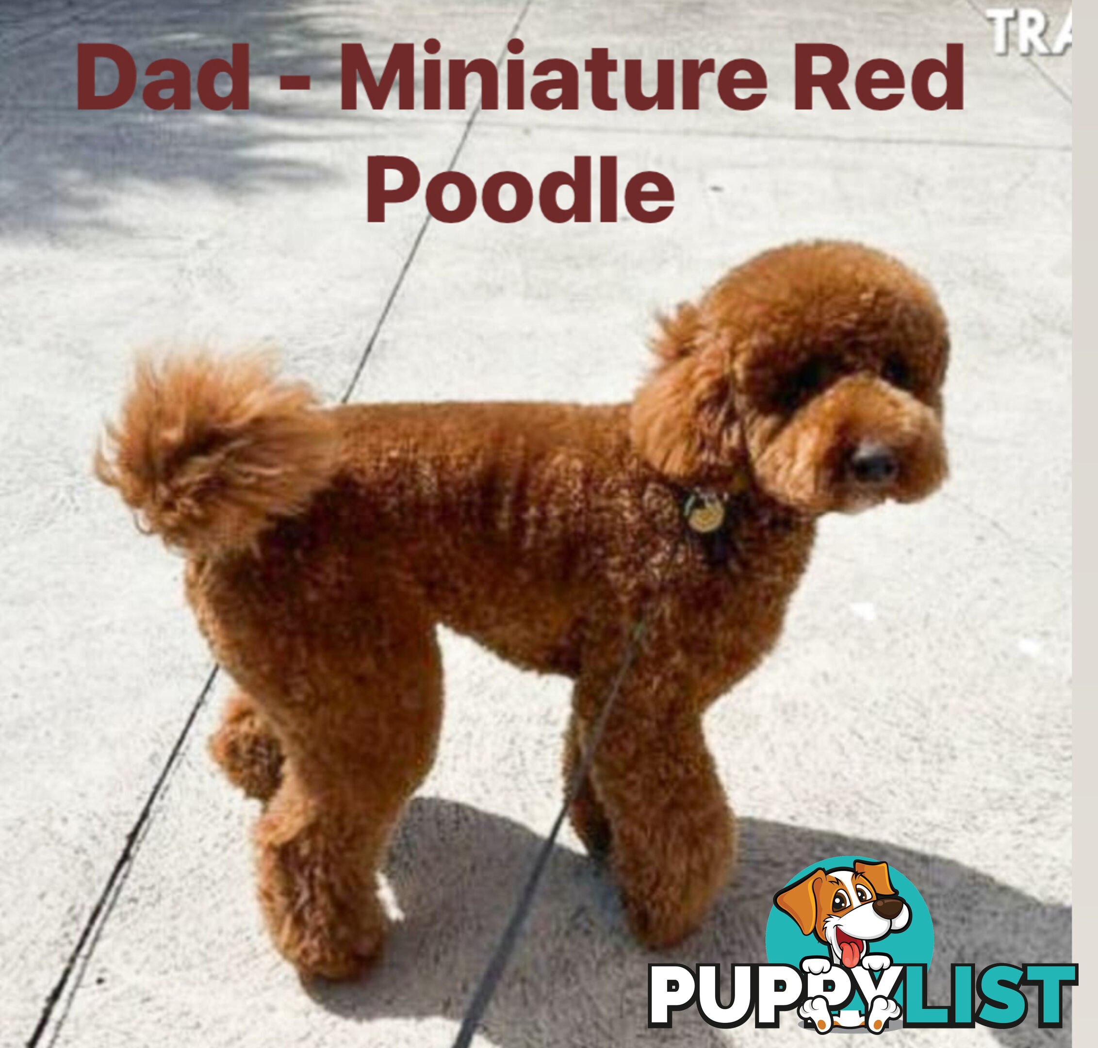 Beautiful Red Toy Cavoodle