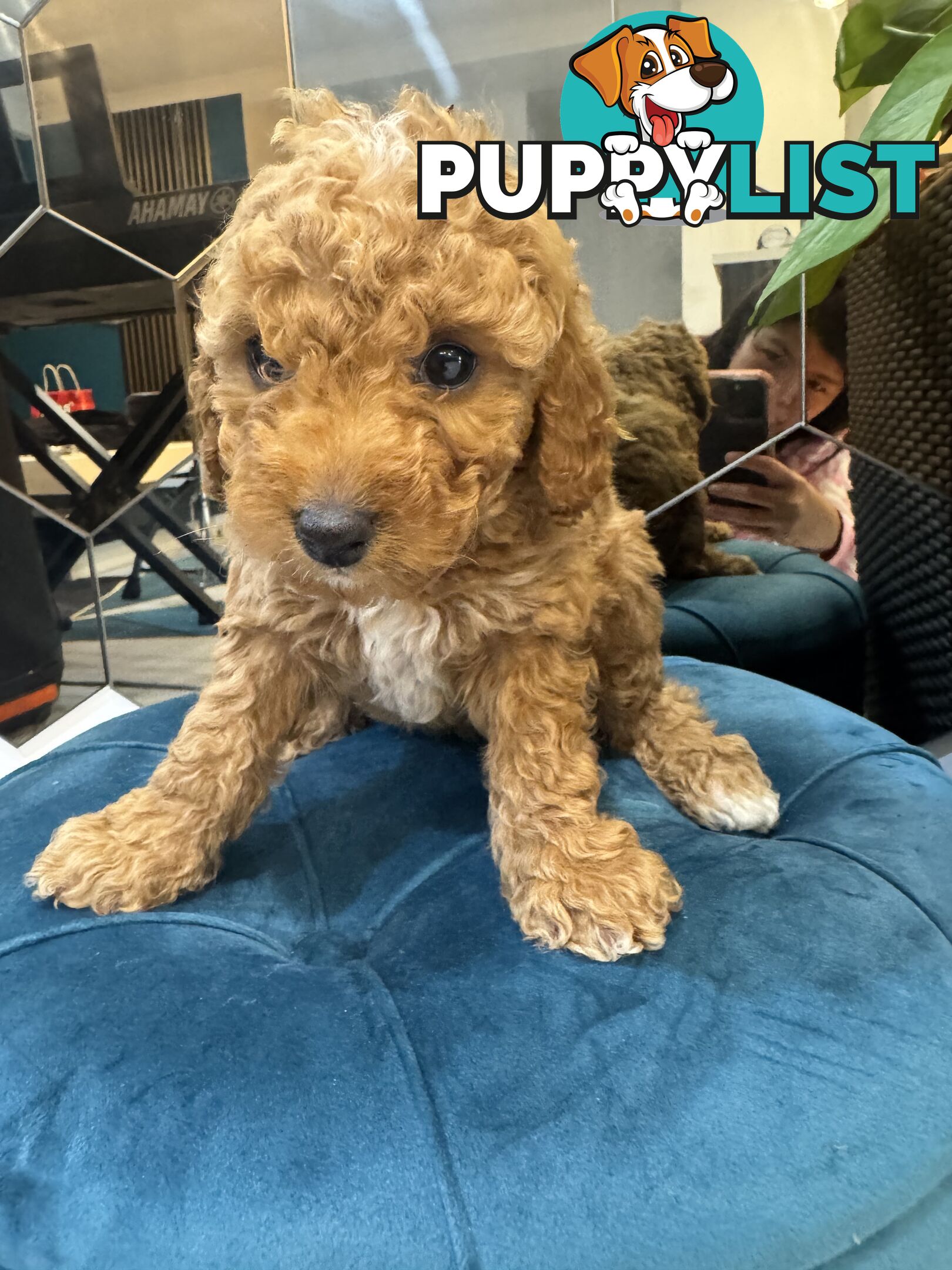 Beautiful Red Toy Cavoodle