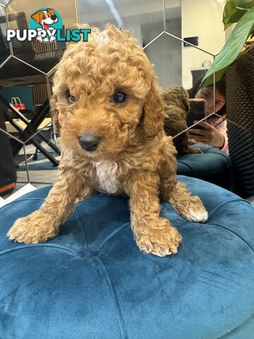 Beautiful Red Toy Cavoodle