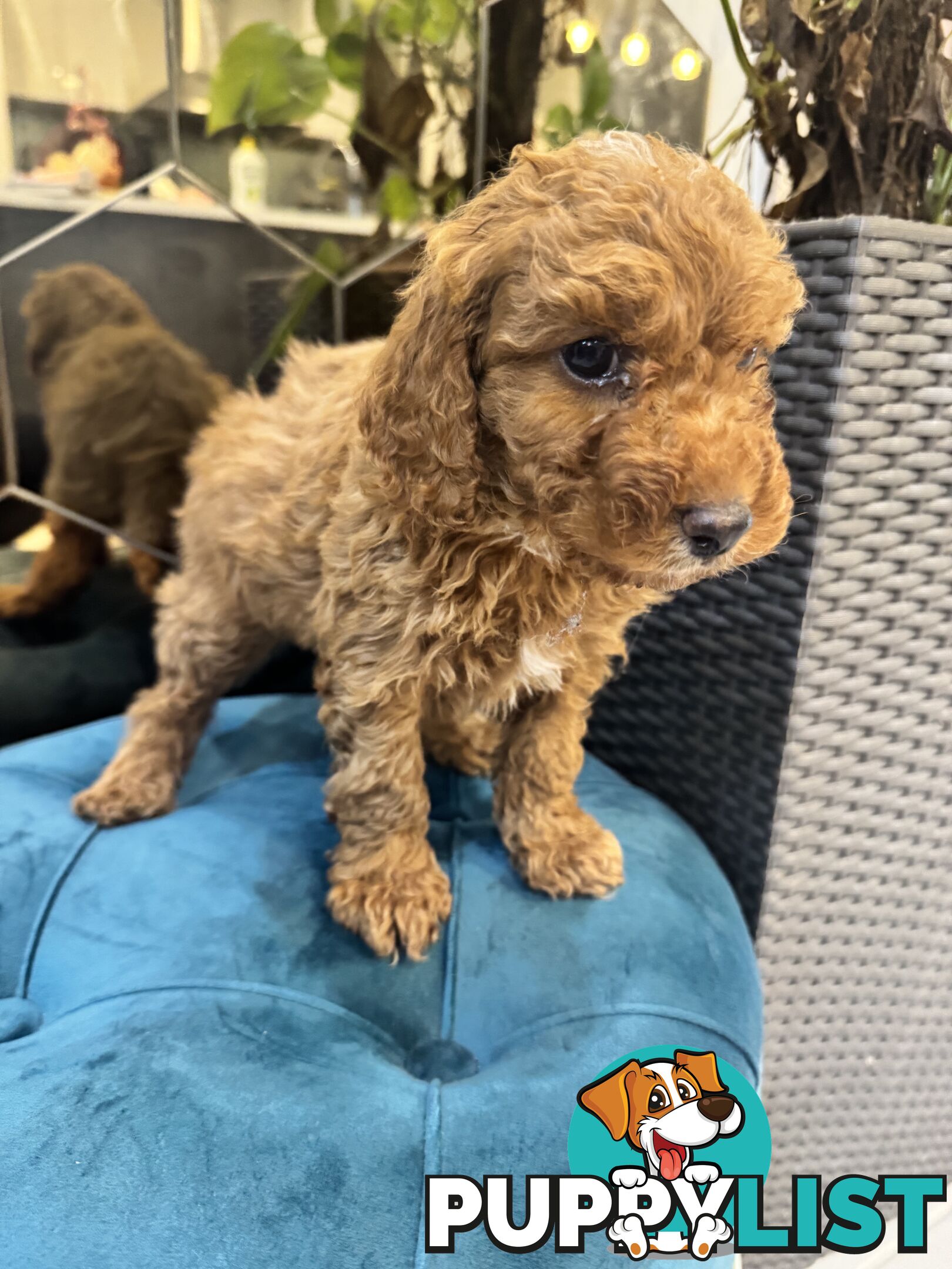 Beautiful Red Toy Cavoodle