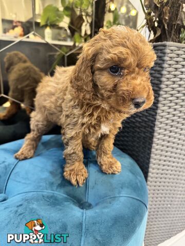 Beautiful Red Toy Cavoodle