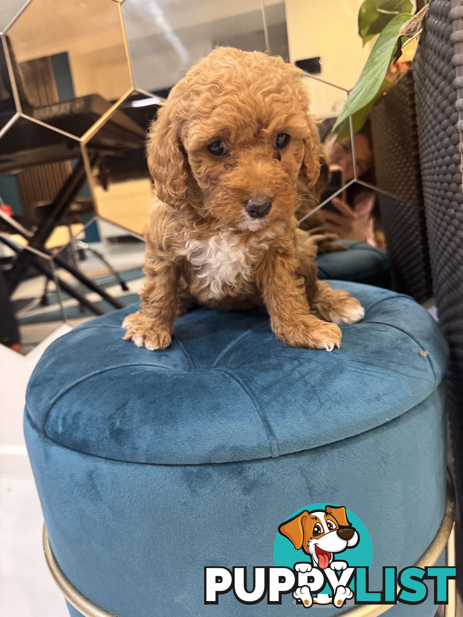 Beautiful Red Toy Cavoodle