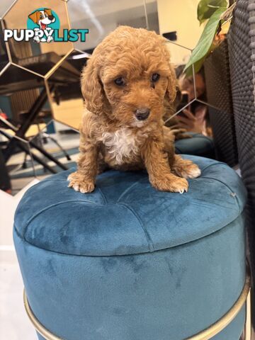 Beautiful Red Toy Cavoodle