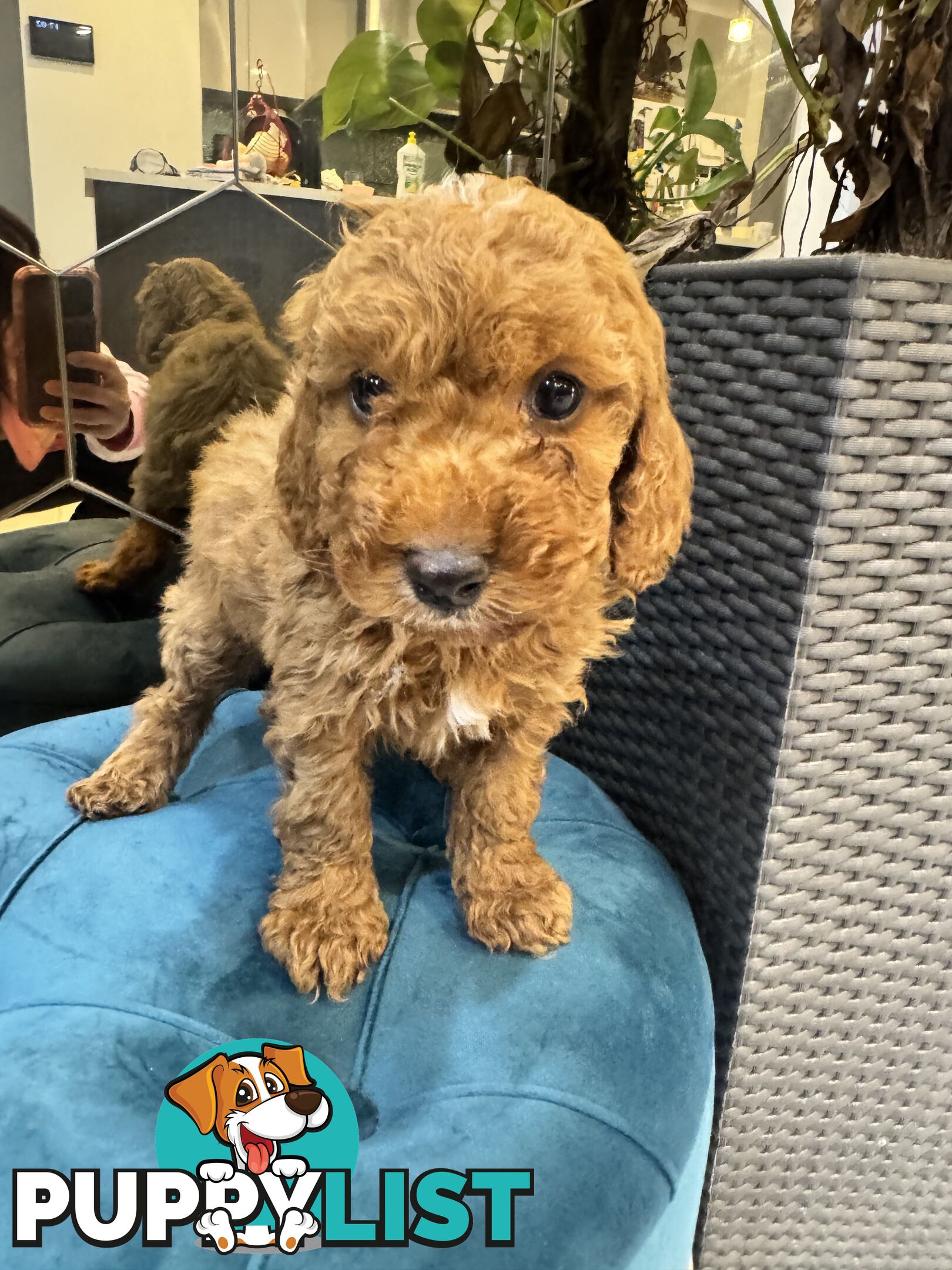 Beautiful Red Toy Cavoodle