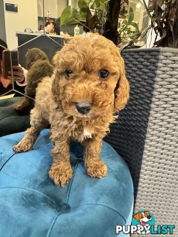 Beautiful Red Toy Cavoodle