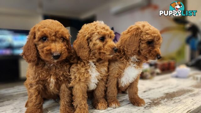 Beautiful Red Toy Cavoodle