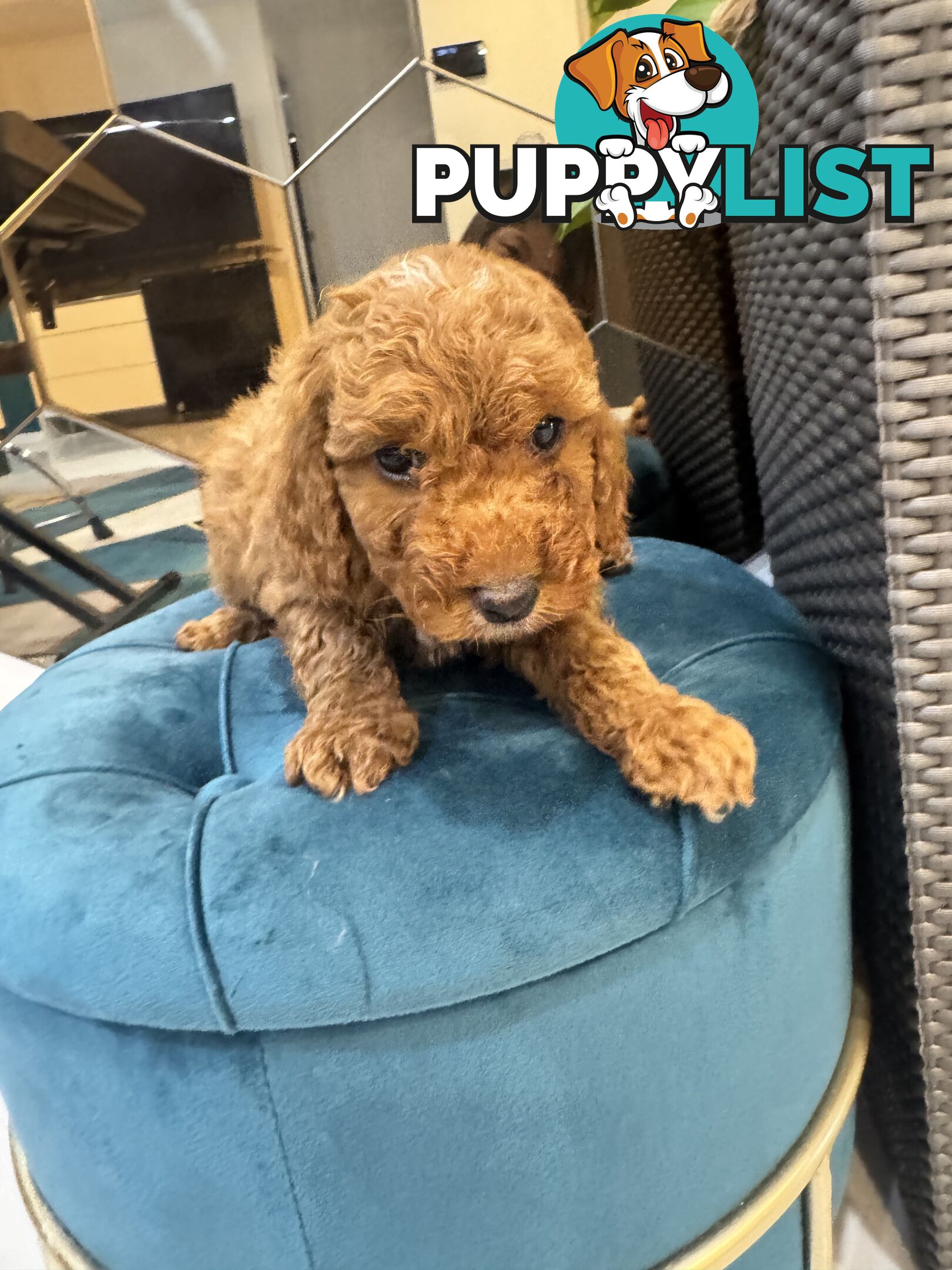 Beautiful Red Toy Cavoodle