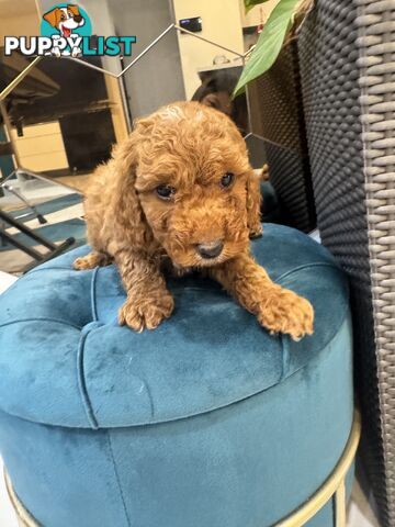 Beautiful Red Toy Cavoodle