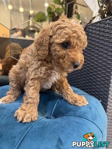 Beautiful Red Toy Cavoodle