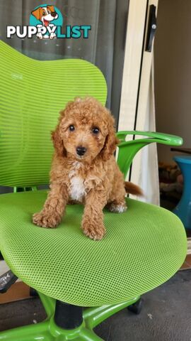 Beautiful Red Toy Cavoodle