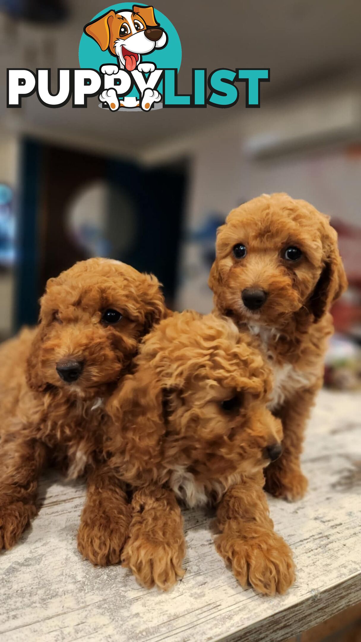 Beautiful Red Toy Cavoodle