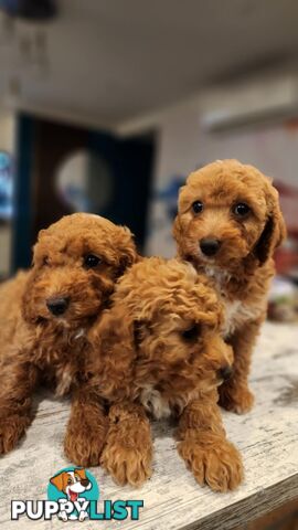 Beautiful Red Toy Cavoodle