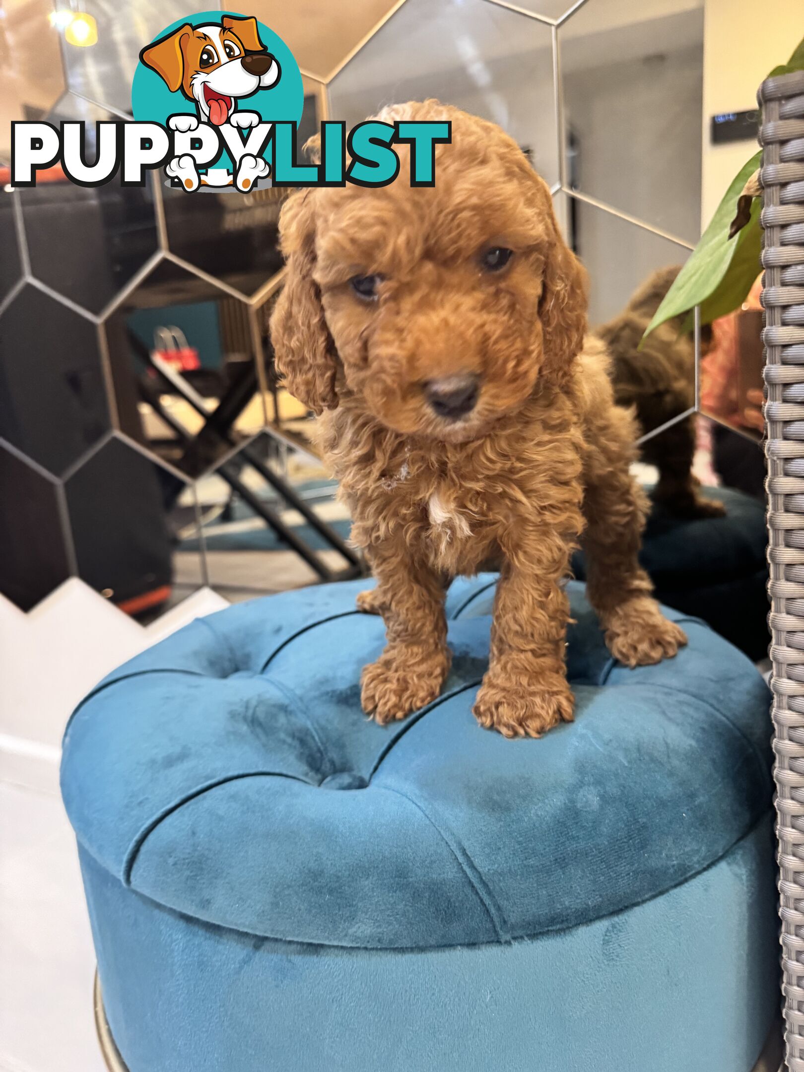 Beautiful Red Toy Cavoodle