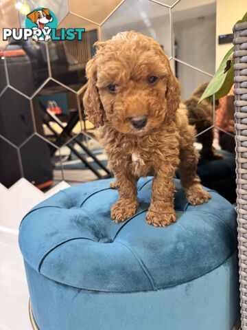 Beautiful Red Toy Cavoodle