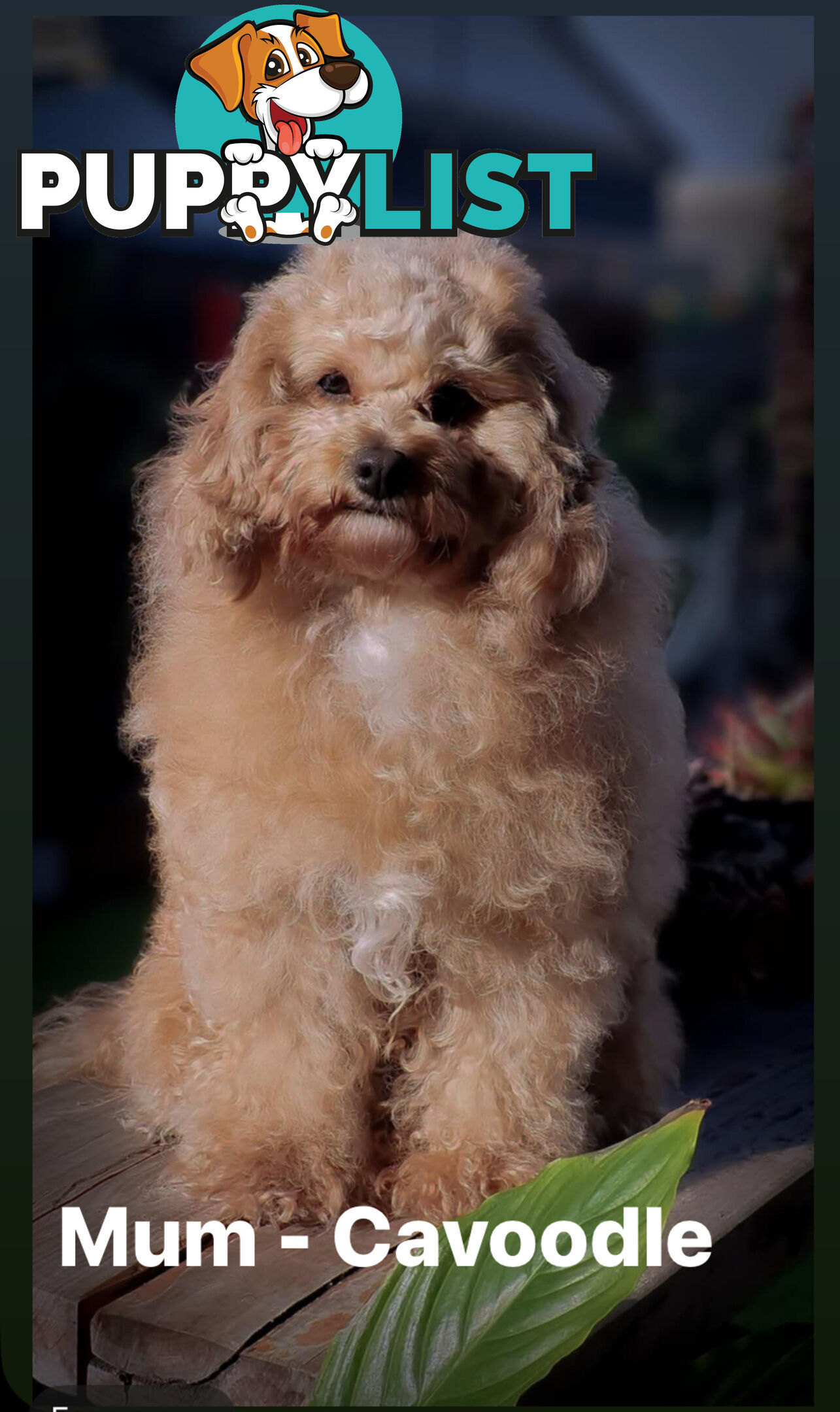 Beautiful Red Toy Cavoodle