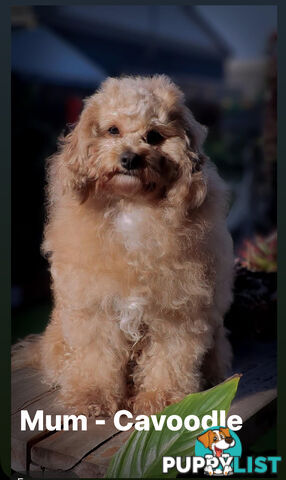 Beautiful Red Toy Cavoodle