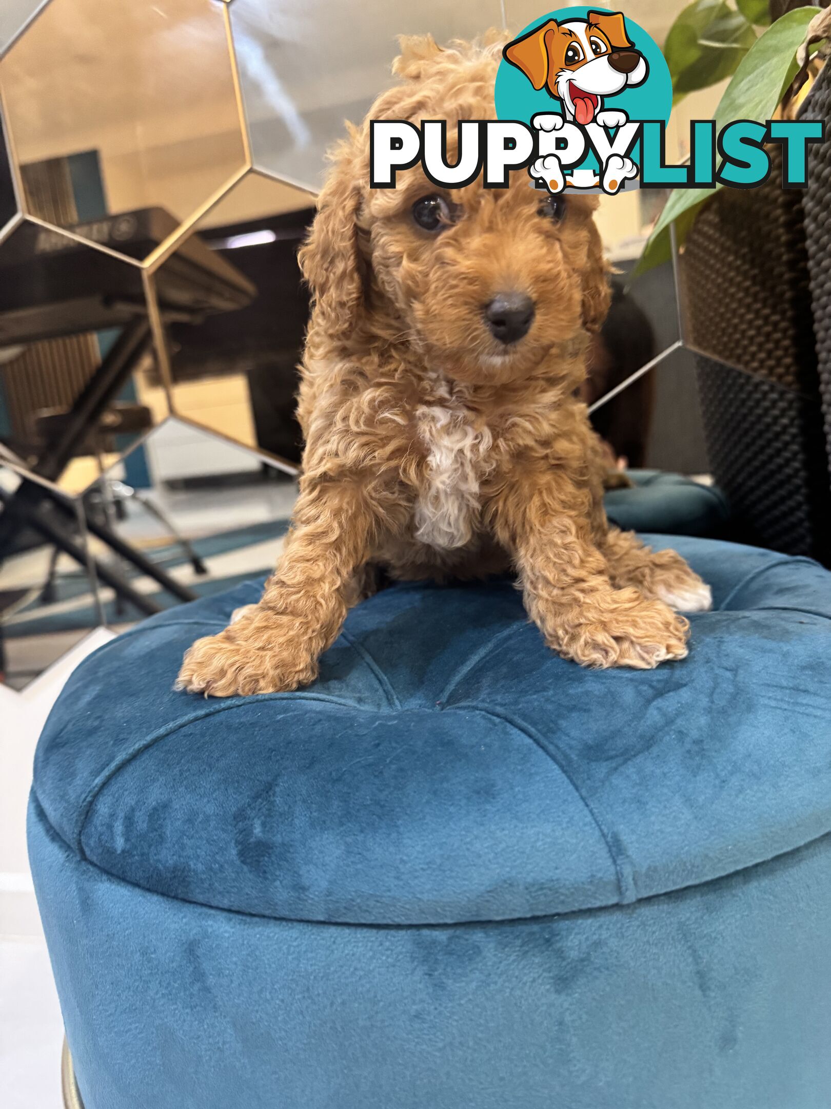 Beautiful Red Toy Cavoodle