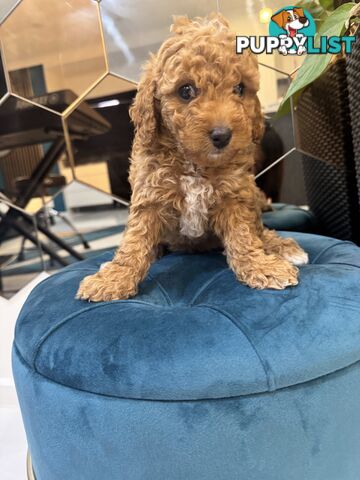 Beautiful Red Toy Cavoodle