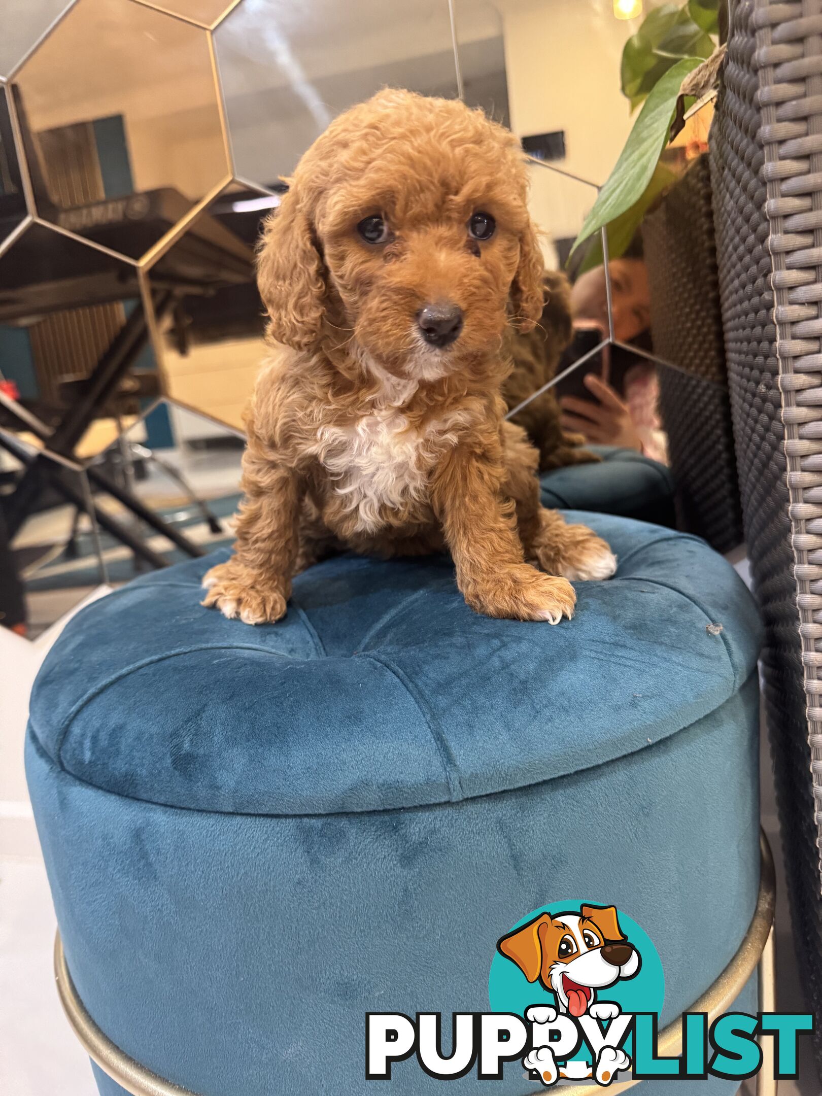 Beautiful Red Toy Cavoodle