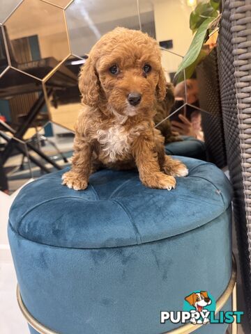 Beautiful Red Toy Cavoodle