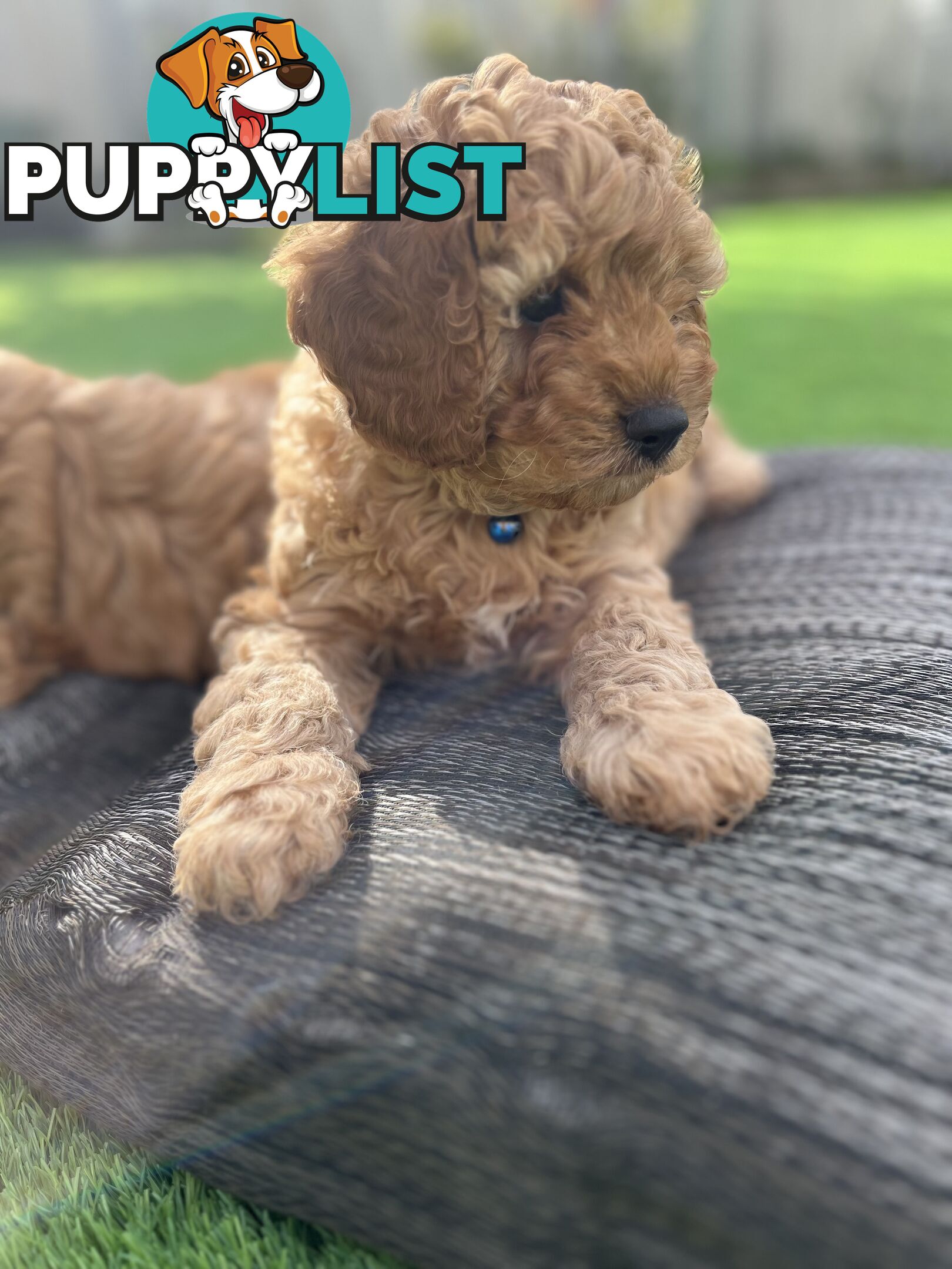 Cavoodle Puppies Ready to Go Now!
