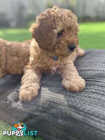 Cavoodle Puppies Ready to Go Now!